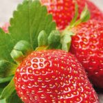 strawberry allergy